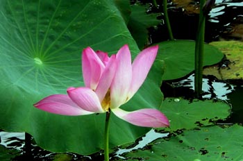 Nenúfar, Kakadú National Park, Australia