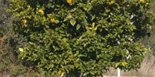 Naranjo amargo - Porte (Citrus aurantium)