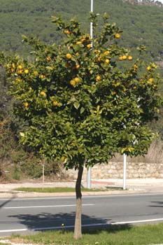 Naranjo amargo - Porte (Citrus aurantium)