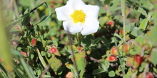 Cistus salvifolius_2