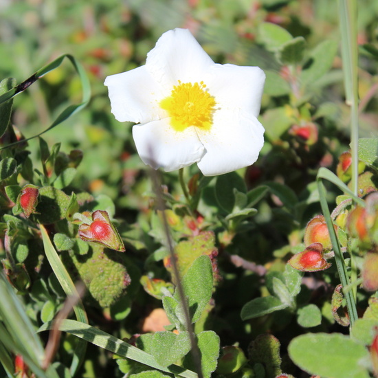 Cistus salvifolius_2