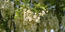 Pan y quesillos - Hoja, flor, fruto (Robinia pseudoacacia)