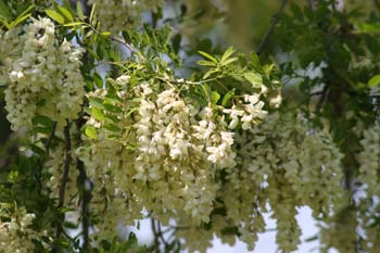 Pan y quesillos - Hoja, flor, fruto (Robinia pseudoacacia)