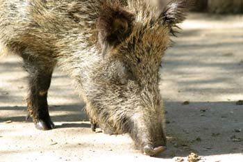 Jabalí (Sus scrofa)