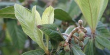 Níspero de Japón (Eriobotrya japonica)