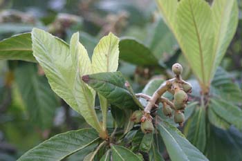 Níspero de Japón (Eriobotrya japonica)