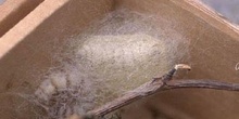 Mariposa de la seda - Crisálida  (Bombyx mori)
