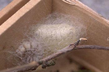 Mariposa de la seda - Crisálida  (Bombyx mori)