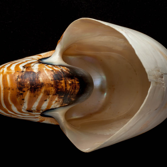 IES_ISABELLACATOLICA_BIOLOGIA_502