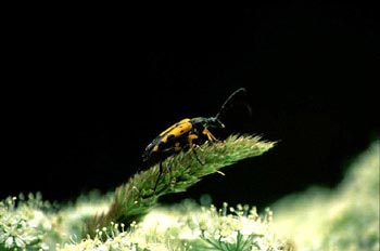 Ruptela maculata