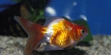 Goldfish (Carassius auratus)