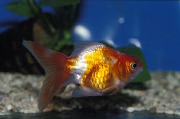 Goldfish (Carassius auratus)