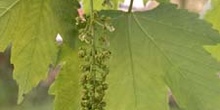 Arce blanco - Flor (Acer pseudoplatanus)