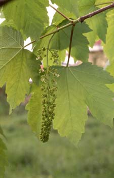 Arce blanco - Flor (Acer pseudoplatanus)