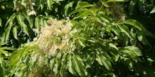 Fresno de hoja florido - Flor (Fraxinus ornus)