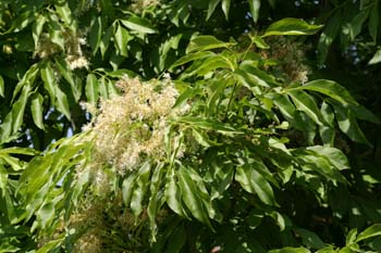 Fresno de hoja florido - Flor (Fraxinus ornus)