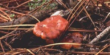 Cortinarius sp.