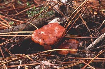 Cortinarius sp.