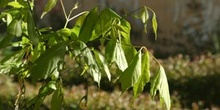 Arce negundo - Hoja (Acer negundo)