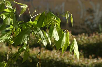 Arce negundo - Hoja (Acer negundo)