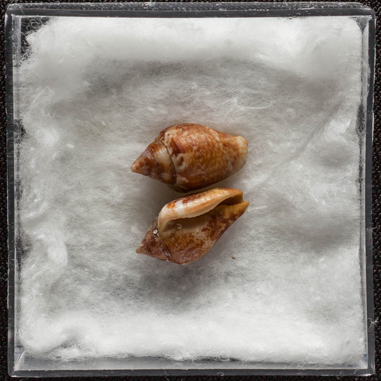 IES_ISABELLACATOLICA_BIOLOGIA_315