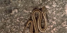 Víbora de Seoane (Vipera seoanei)