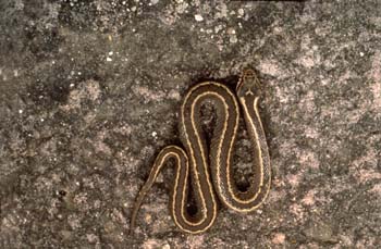 Víbora de Seoane (Vipera seoanei)