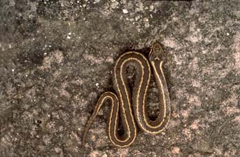 Víbora de Seoane (Vipera seoanei)