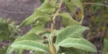 Planta (Buddleja salvifolia)