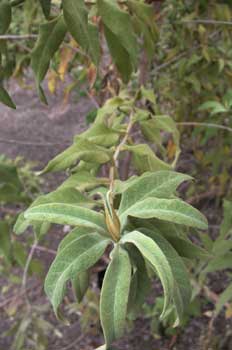 Planta (Buddleja salvifolia)
