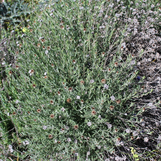 Celtis australis_porte