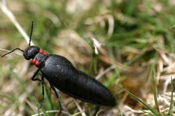 Aceitera (Meloë corallifer)