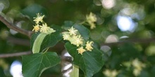 Tilo plateado (Tilia tomentosa)