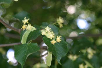 Tilo plateado (Tilia tomentosa)