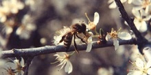 Abeja de la miel (Apis mellifera)