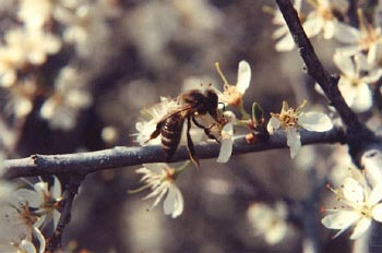 Abeja de la miel (Apis mellifera)