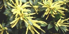 Castaño - Flor masc. (Castanea sativa)
