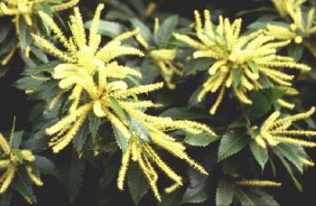 Castaño - Flor masc. (Castanea sativa)