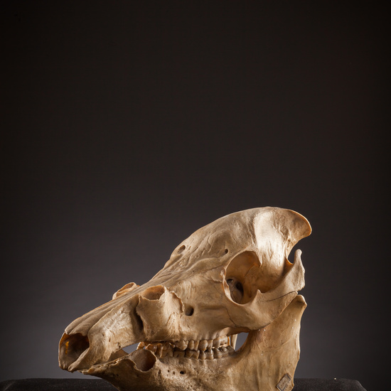 IES_SANISIDRO_BIOLOGIA_134