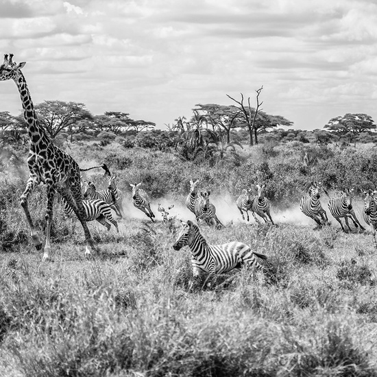 Sony World Photography Awards 2017 3