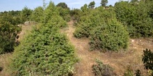 Enebro común - Bosque (Juniperus communis)
