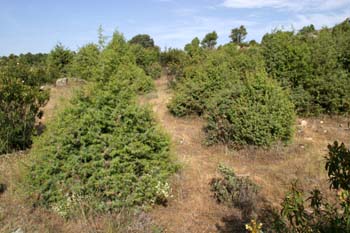 Enebro común - Bosque (Juniperus communis)