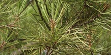 Pino piñonero - Hoja (Pinus pinea)