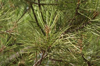 Pino piñonero - Hoja (Pinus pinea)