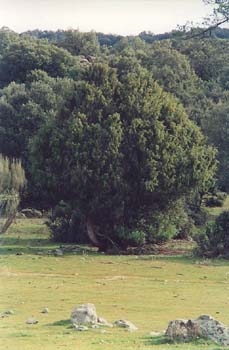 Enebro de miera (Juniperus oxycedrus)