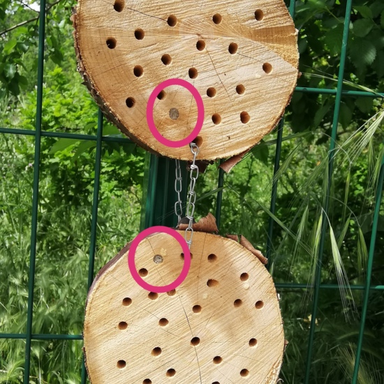 Primeros habitantes 02 - Hotel de insectos