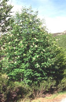 Serbal de cazadores - Porte (Sorbus acuparia)