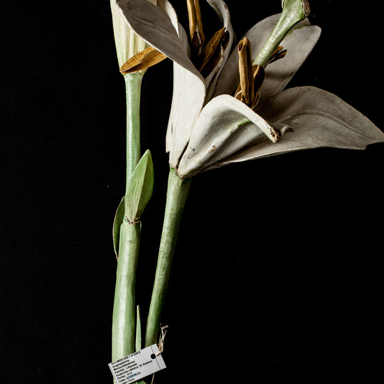 IES_ISABELLACATOLICA_BIOLOGIA_013