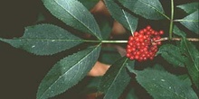 Saúco rojo - Hoja (Sambucus racemosa)