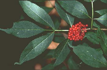 Saúco rojo - Hoja (Sambucus racemosa)